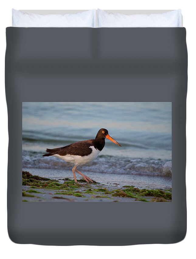 American Duvet Cover featuring the photograph American Oystercatcher at Sunset by Artful Imagery