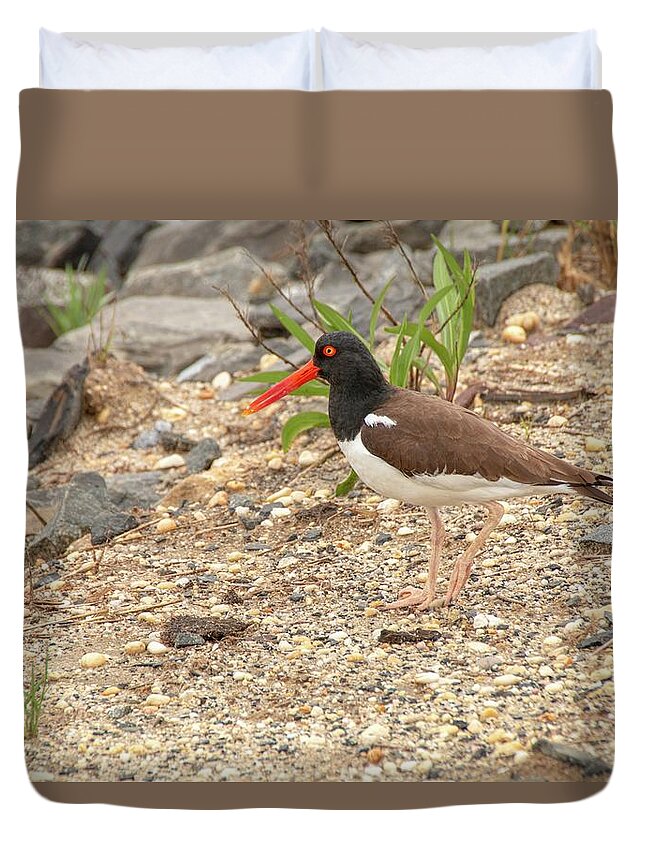 American Oystercatcher Duvet Cover featuring the photograph American Oystercatcher by Kristia Adams
