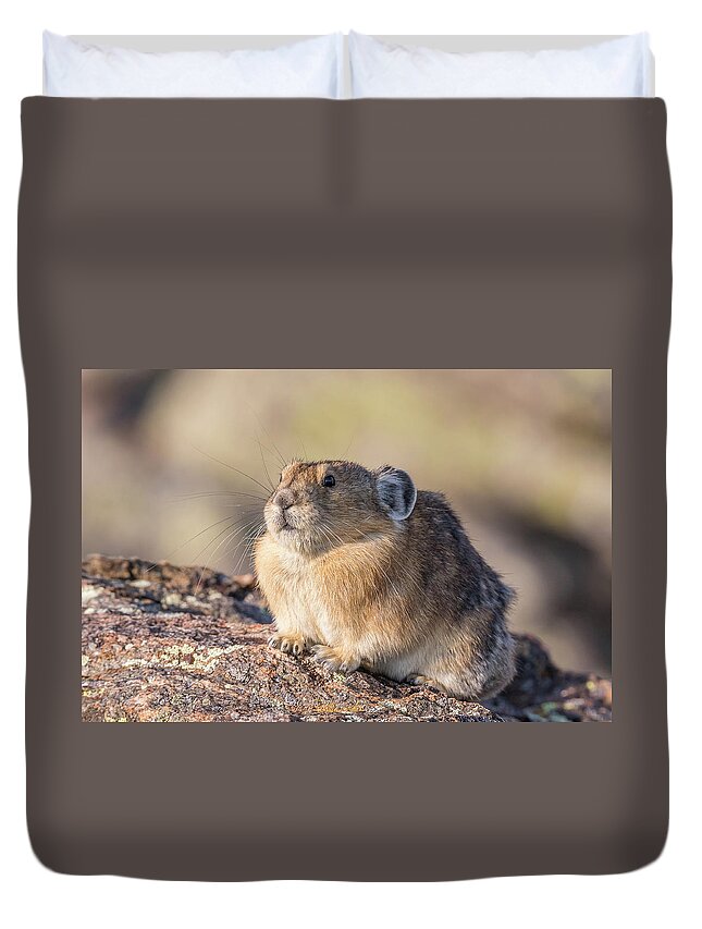 Pika Duvet Cover featuring the photograph American Pika Pauses for Pictures by Tony Hake