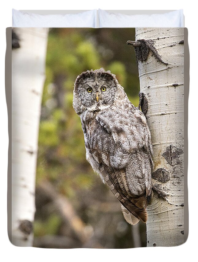 Great Gray Owl Duvet Cover featuring the photograph Among The Aspens by Aaron Whittemore