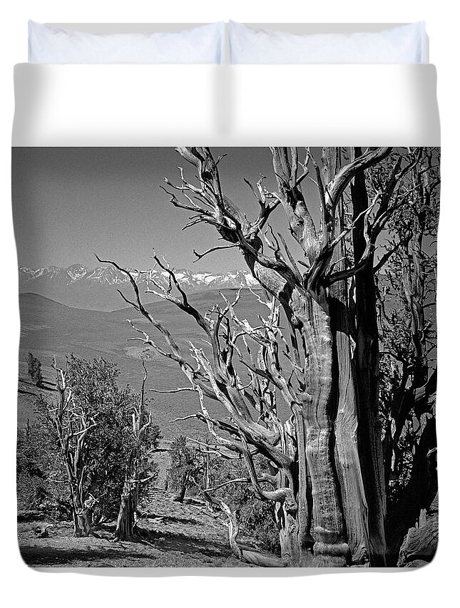 Bristlecone Pine Duvet Cover featuring the photograph Ancient Bristlecone Pine Tree, Composition 4, Inyo National Forest, White Mountains, California by Kathy Anselmo