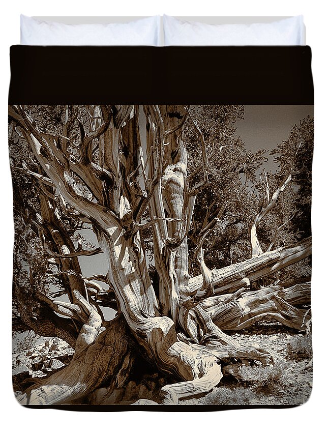 Bristlecone Pine Duvet Cover featuring the photograph Ancient Bristlecone Pine Tree, Composition 5 sepia tone, Inyo National Forest, California by Kathy Anselmo