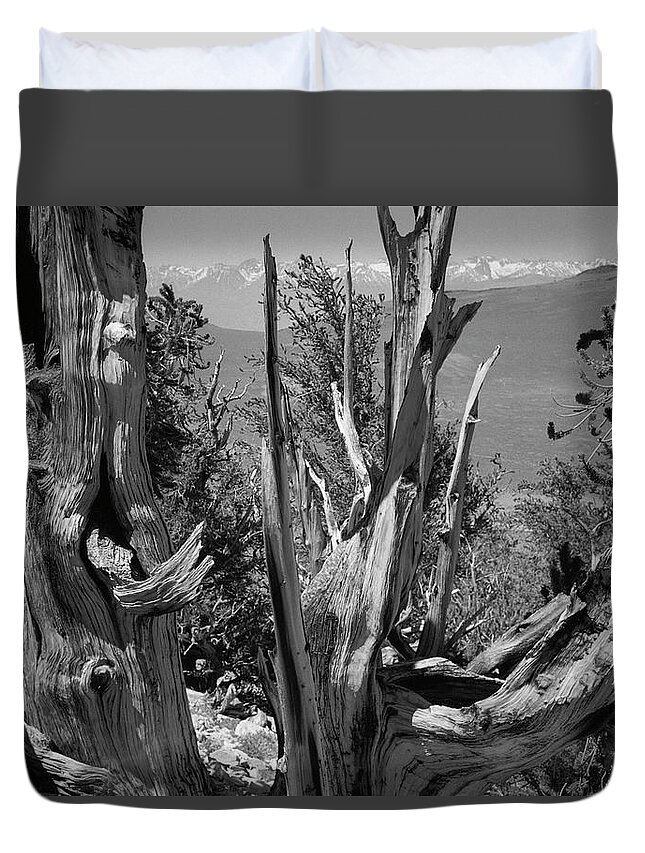 Bristlecone Pine Duvet Cover featuring the photograph Ancient Bristlecone Pine Tree, Composition 8, Inyo National Forest, White Mountains, California by Kathy Anselmo