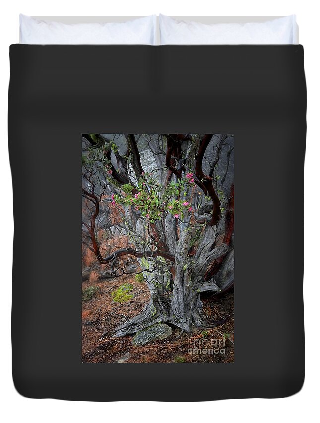 Landscape Duvet Cover featuring the photograph Ancient Manzanita with Moss and Blooms by Gus McCrea