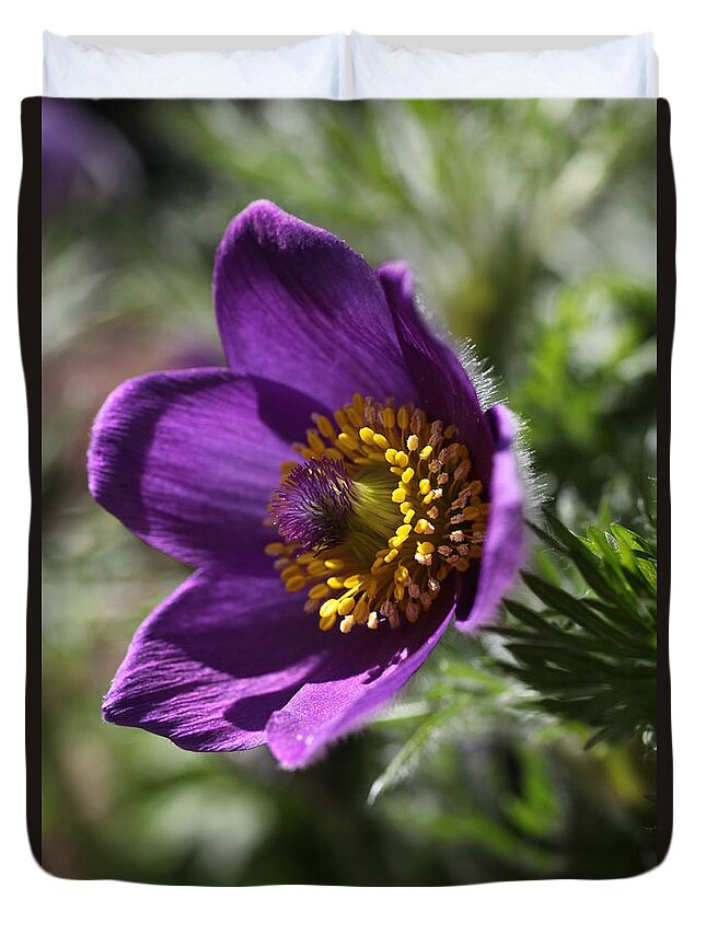 Flower Duvet Cover featuring the photograph Fuzzy Purple Anemone Pulsatilla Vulgaris by Tammy Pool
