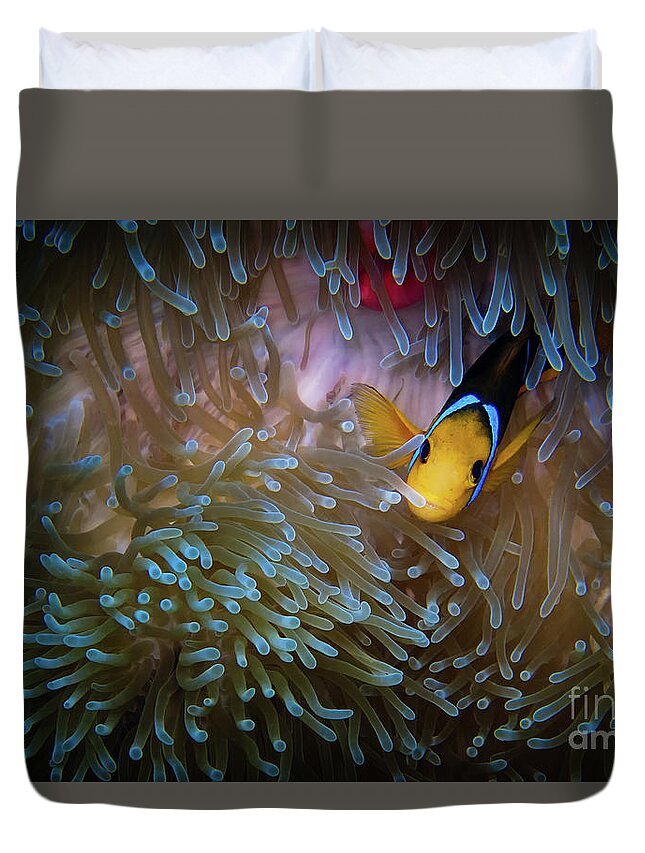 Bora Bora Duvet Cover featuring the photograph Anemonefish by Doug Sturgess
