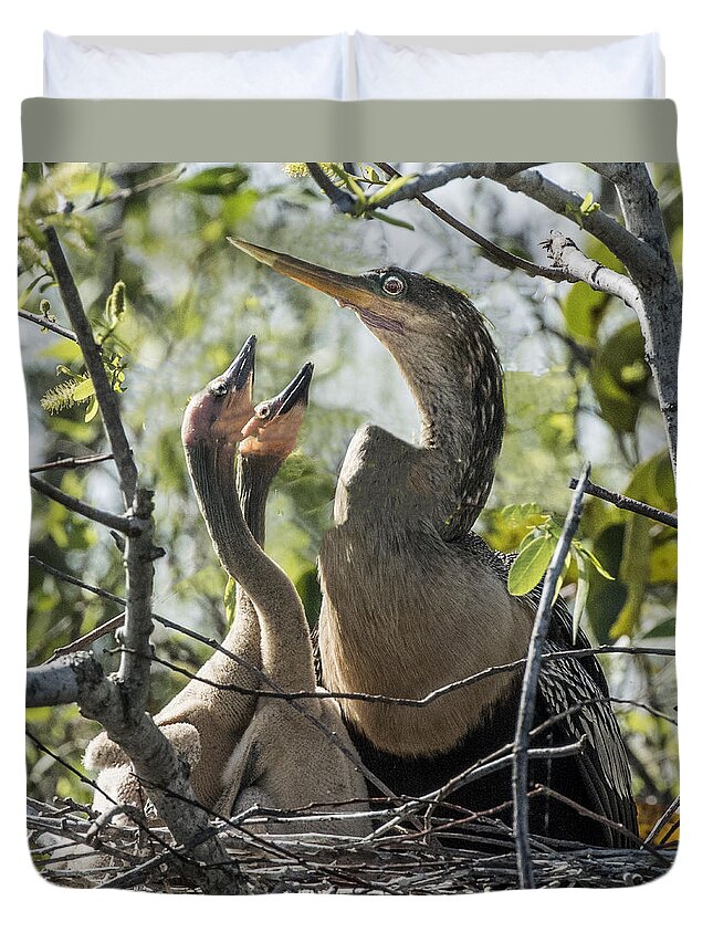 Bird Duvet Cover featuring the photograph Anhinga In Nest With Her Chicks by William Bitman