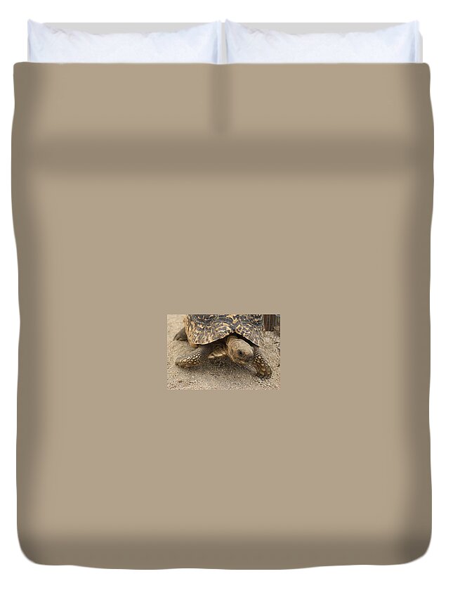 Tortoises Duvet Covers