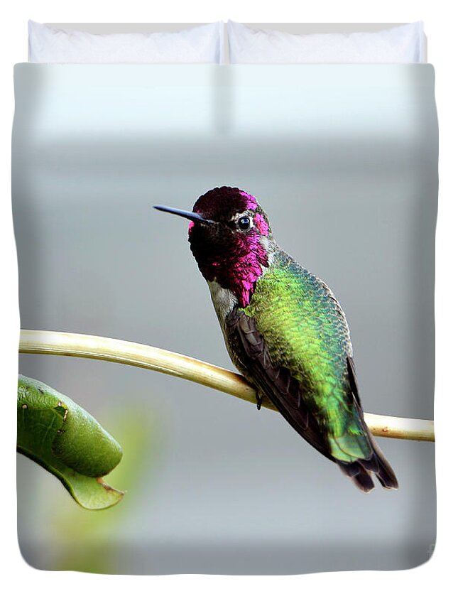 Denise Bruchman Duvet Cover featuring the photograph Anna's Hummingbird by Denise Bruchman
