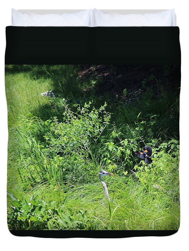 Marsh Duvet Cover featuring the photograph Annoyed - Heron And Red Winged Blackbird 9 Of 10 by Colleen Cornelius