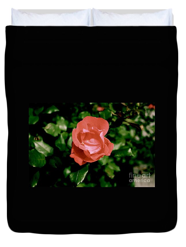 Rose Duvet Cover featuring the photograph Antique Rose by Sherri Williams