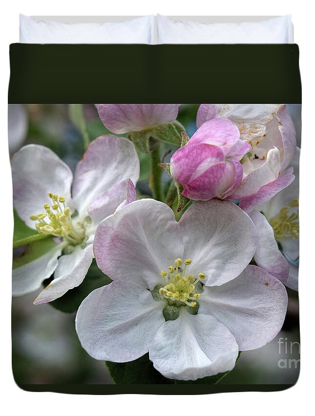 Apple Blossoms Duvet Cover featuring the photograph Apple Blossoms Closeup by William Tasker