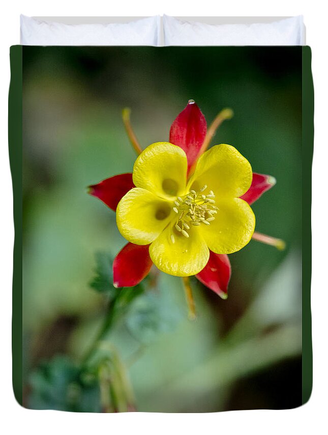 Flowers Duvet Cover featuring the photograph Aquilegia by Elena Perelman