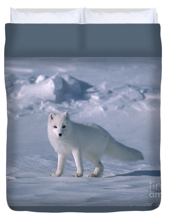 00342970 Duvet Cover featuring the photograph Arctic Fox on the North Slope by Yva Momatiuk John Eastcott