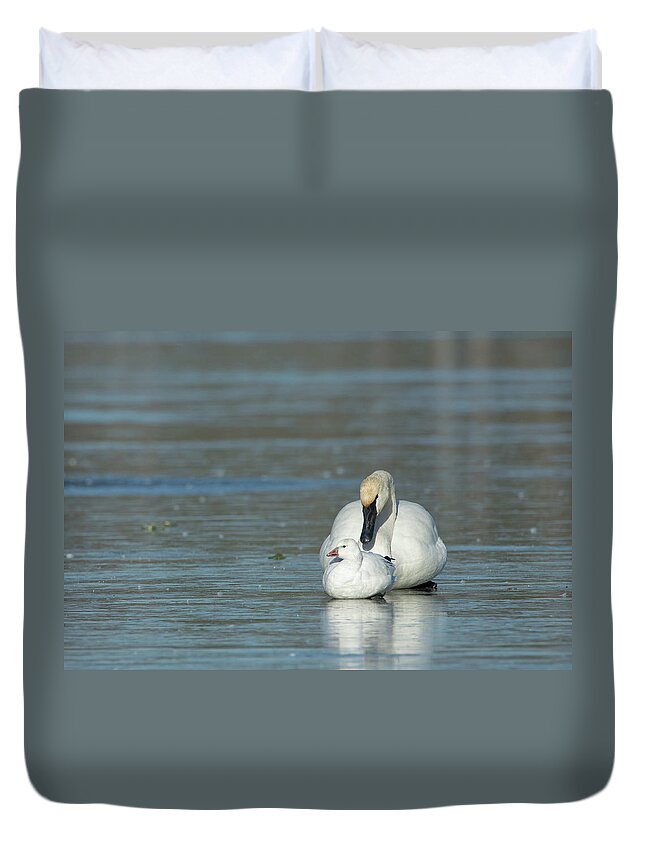 Ross Goose Duvet Cover featuring the photograph Are You My Mommy? by Eilish Palmer