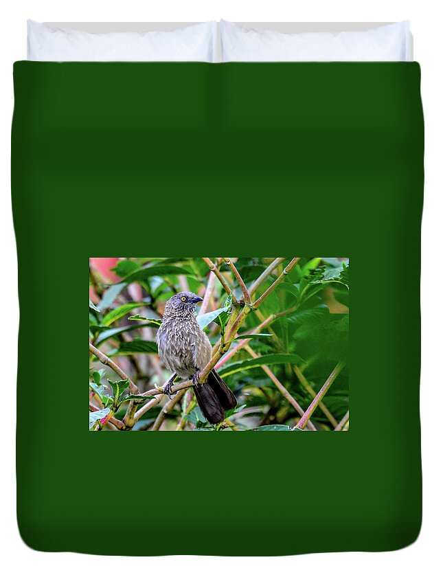 Africa Duvet Cover featuring the photograph Arrow-marked Babbler in Tanzania by Marilyn Burton