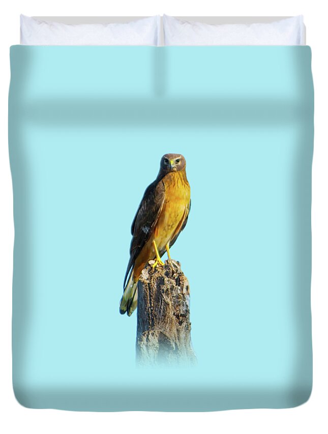 Northern Harrier Duvet Cover featuring the photograph Northern Harrier Hawk by Mark Andrew Thomas