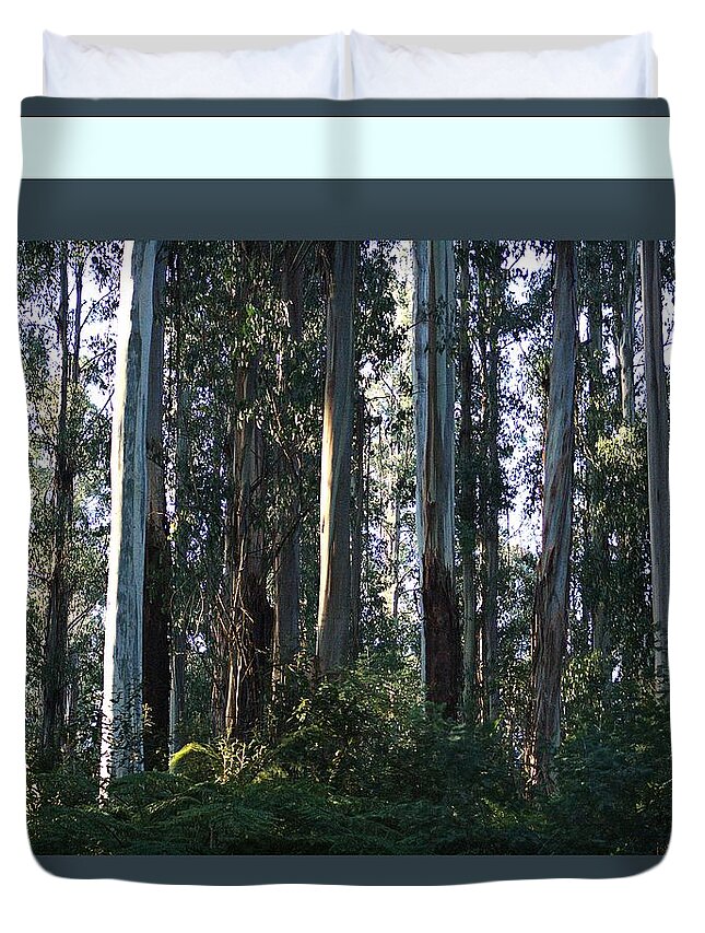 Joy Watson Duvet Cover featuring the photograph Eucalyptus Trees and Beautiful Ferns  by Joy Watson