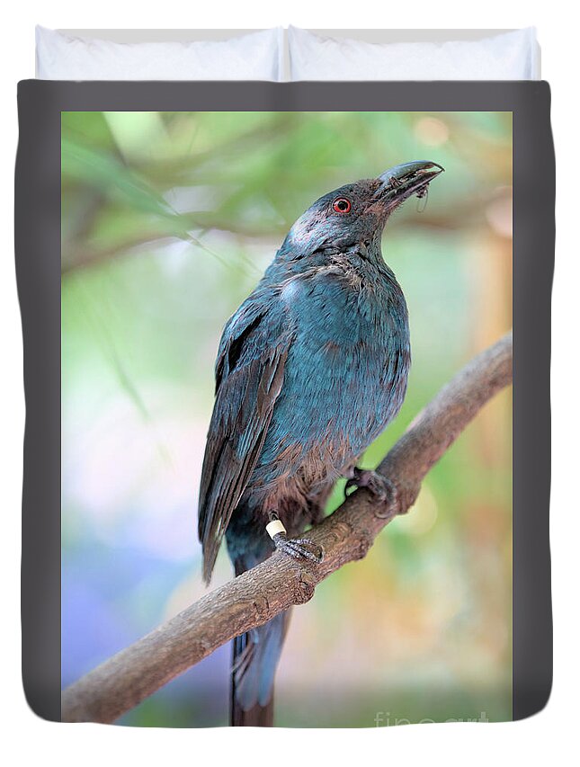 Bird Duvet Cover featuring the photograph Asian Fairy Bluebird by Baggieoldboy