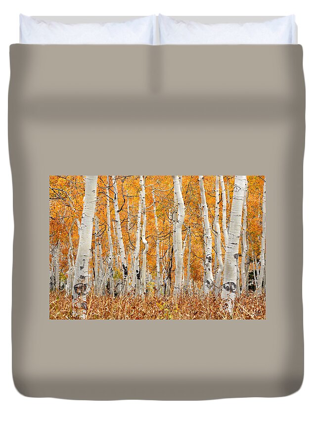 Aspen Duvet Cover featuring the photograph Aspen Forest in Fall by Brett Pelletier