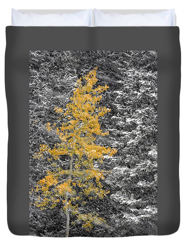 Landscape Duvet Cover featuring the photograph Aspen Tree in Snow Storm by Brett Pelletier