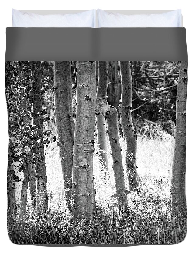 Aspes Duvet Cover featuring the photograph Aspen Trunks by Anthony Michael Bonafede
