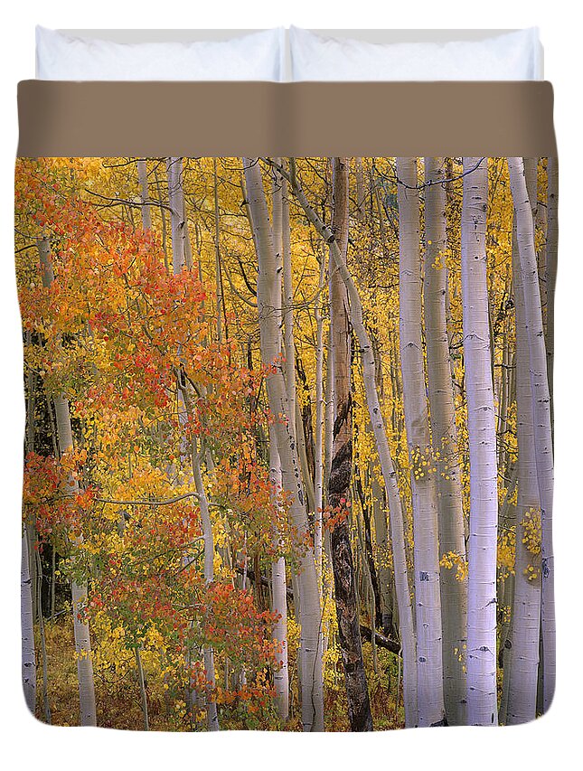 00176726 Duvet Cover featuring the photograph Aspens At Independence Pass Colorado by Tim Fitzharris