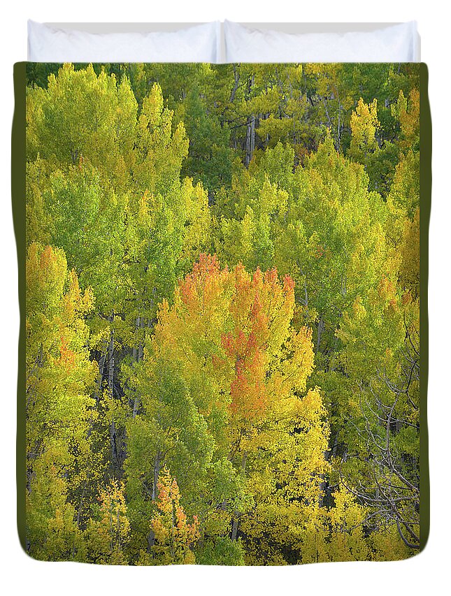 Colorado Duvet Cover featuring the photograph Aspens Glowing in Evening Sunlight by Ray Mathis