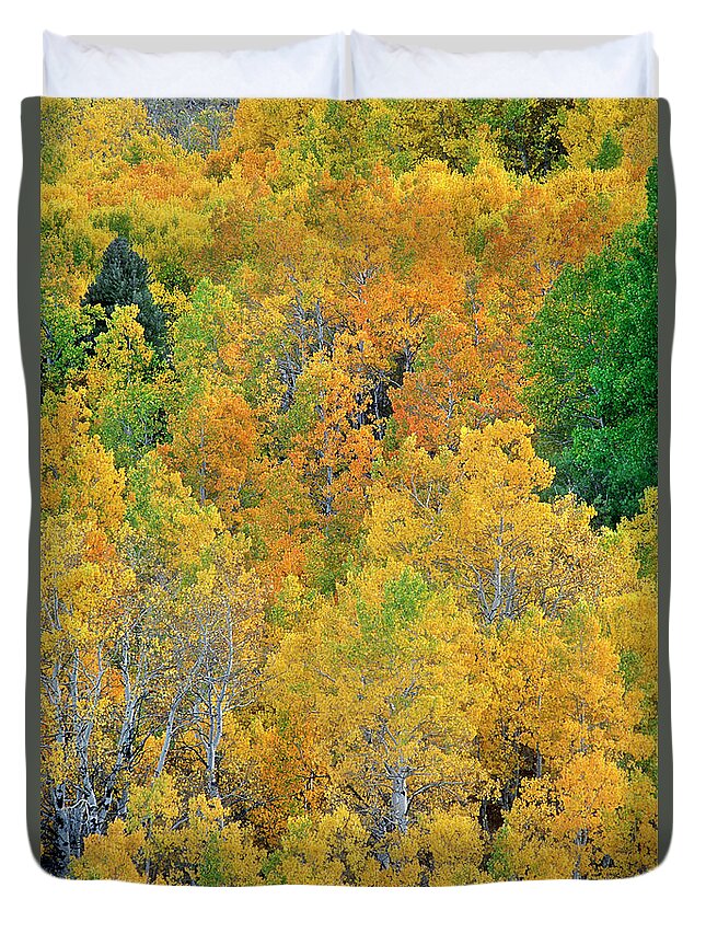 North America Duvet Cover featuring the photograph Aspens in Fall Eastern Sierras California by Dave Welling
