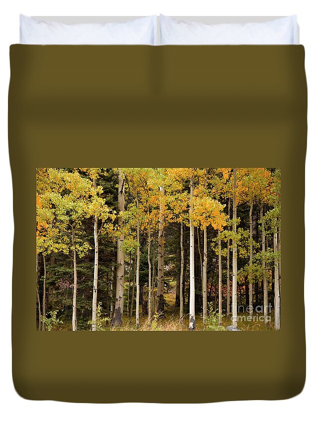 Aspens Duvet Cover featuring the photograph Aspens by Timothy Johnson