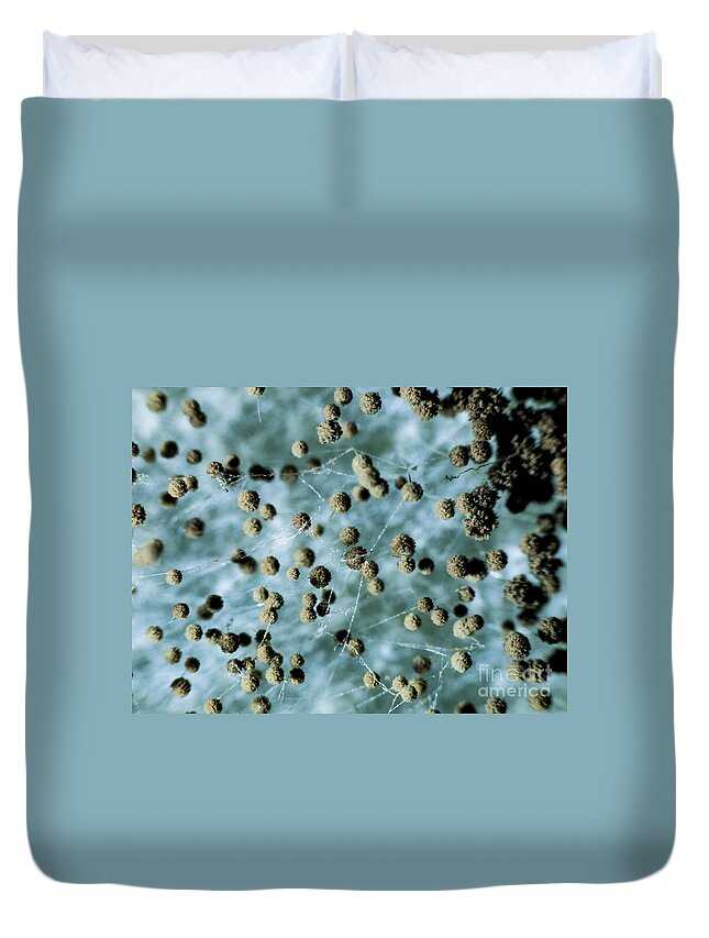 Science Duvet Cover featuring the photograph Aspergillum Fungus by Rubn Duro/BioMEDIA ASSOCIATES LLC