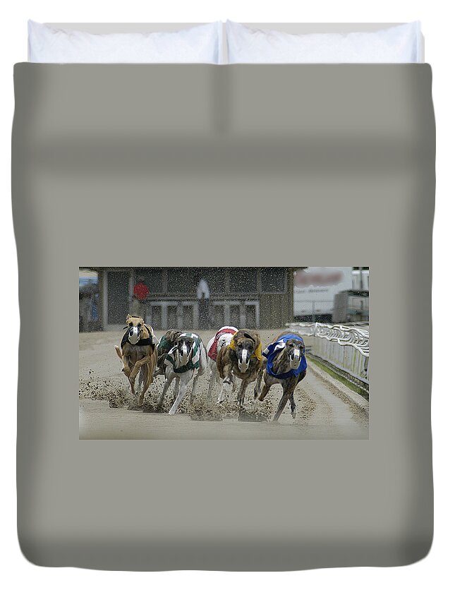 Greyhounds Duvet Cover featuring the photograph At The Track by DArcy Evans