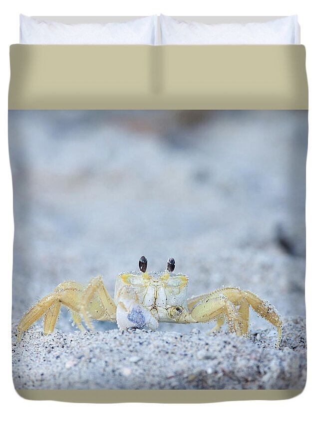 Atlantic Duvet Cover featuring the photograph Atlantic Ghost Crab by David Watkins