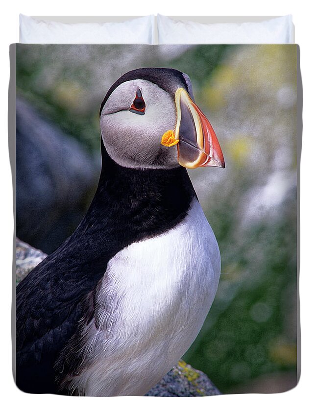 Puffin Duvet Cover featuring the photograph Atlantic Puffin by Kevin Shields