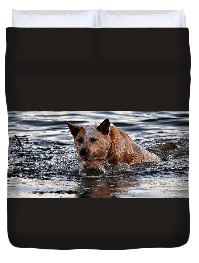 Australian Cattle Dog Duvet Cover featuring the photograph Out for a Swim by Elizabeth Winter