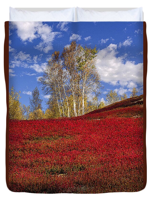 Birch Trees Duvet Cover featuring the photograph Autumn Birches and Barrens by Marty Saccone