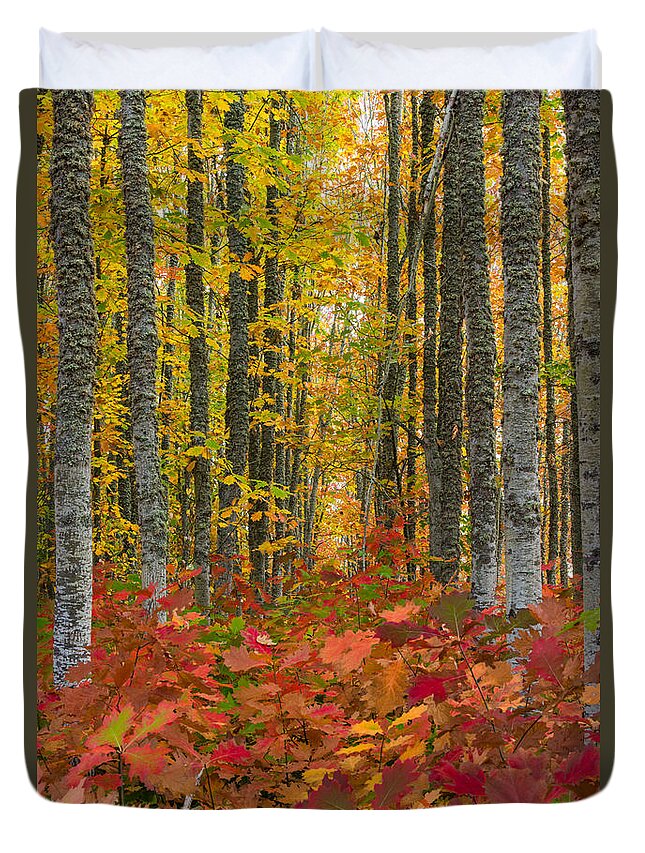 Washington Duvet Cover featuring the photograph Autumn Grove by Dustin LeFevre