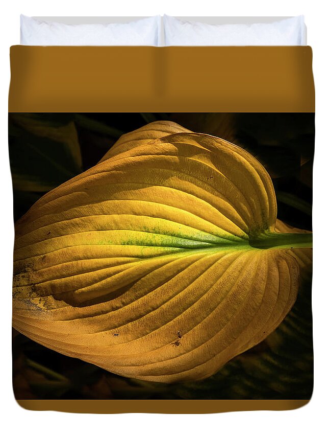 Clematis Vine Duvet Cover featuring the photograph Autumn Hosta by Tom Singleton