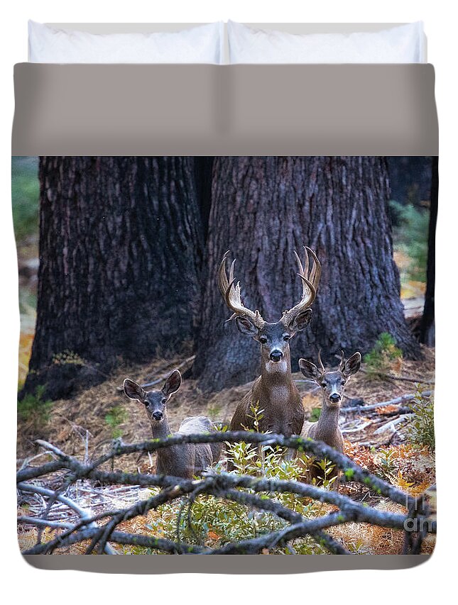 Wildlife Duvet Cover featuring the photograph Autumn in the Yosemite High Country by Vincent Bonafede