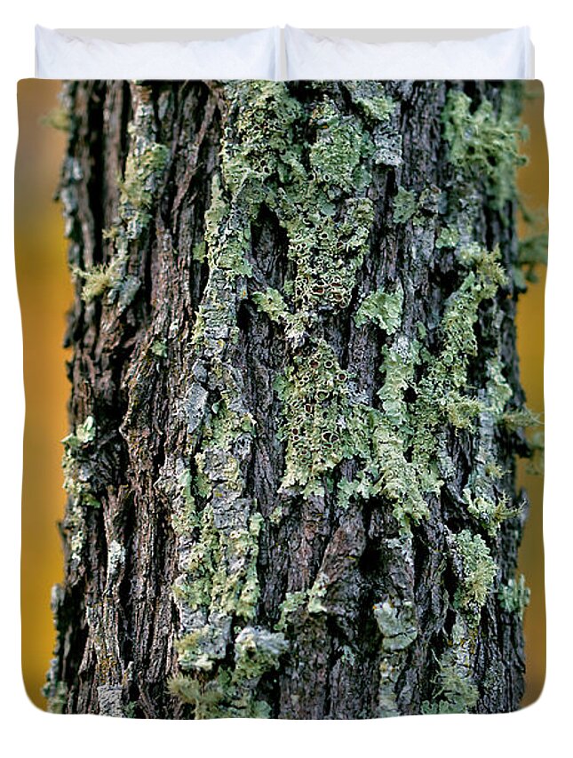 Ironbark Tree Duvet Cover featuring the photograph Autumn Ironbark by Az Jackson