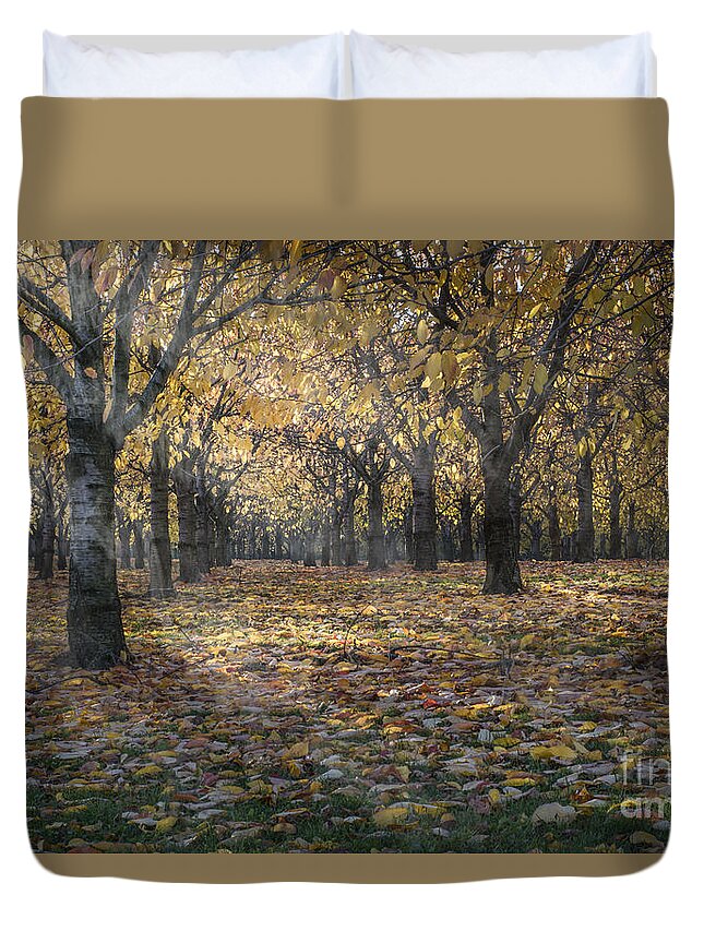Day Of Colours Duvet Cover featuring the photograph AutumnS Strokes by Bruno Santoro