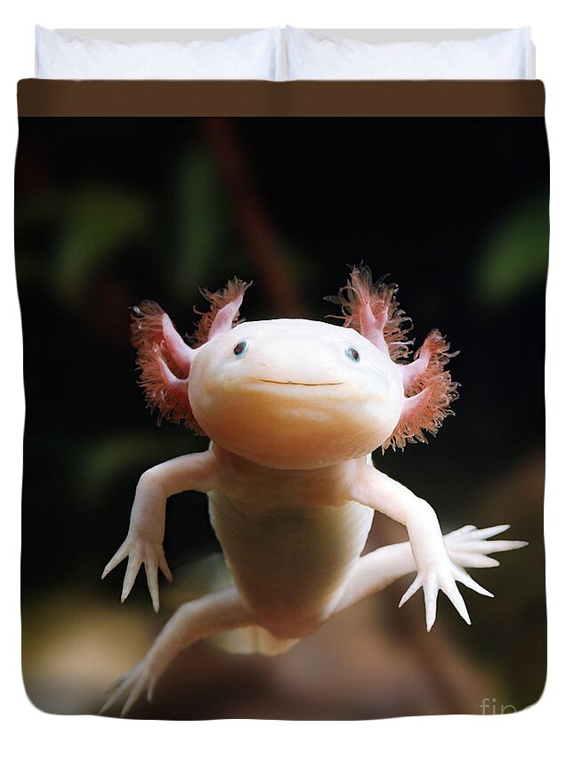 Albino Axolotl Duvet Cover featuring the photograph Axolotl Face by Warren Photographic