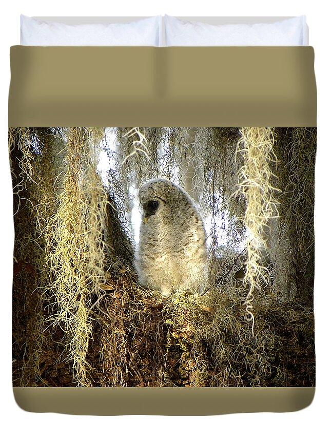 Owl Duvet Cover featuring the photograph Baby Barred Owl 000 by Christopher Mercer