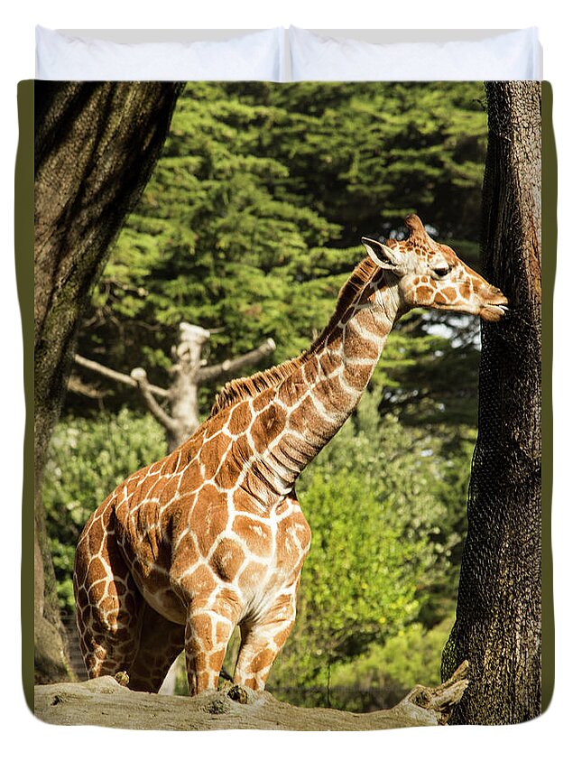 Giraffe Duvet Cover featuring the photograph Baby Giraffe 2 by Suzanne Luft