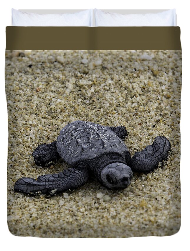 Turtle Duvet Cover featuring the photograph Baby Sea Turtle by Mark Harrington