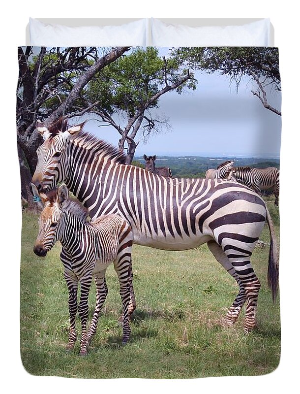 Baby Zebra With His Mother Duvet Cover For Sale By Venus Full