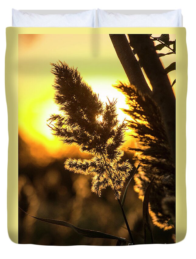 Plants Duvet Cover featuring the photograph Backlit by the Sunset by Zawhaus Photography