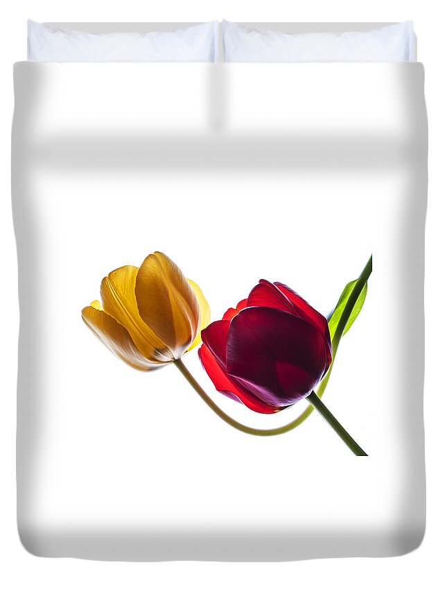 Tulip Duvet Cover featuring the photograph Backlit red and yellow tulip on white by Vishwanath Bhat