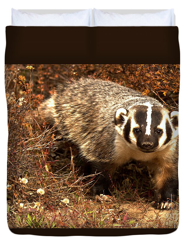 Badger Duvet Cover featuring the photograph Badger In The Fall Brush by Adam Jewell