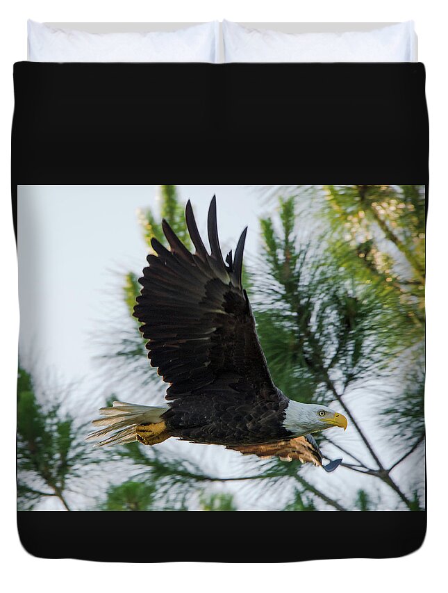 American Duvet Cover featuring the photograph Bald Eagle Flying at Dawn by Artful Imagery